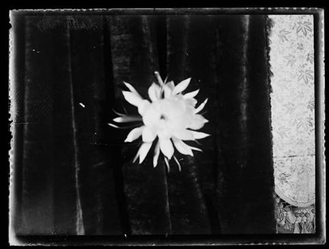 Primera imagen del registro Flor sobre cortina