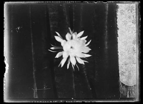 Primera imagen del registro Flor sobre cortina