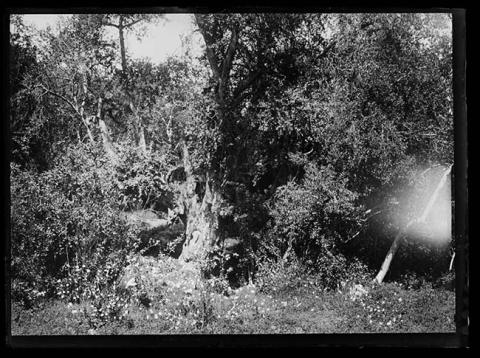 Primera imagen del registro Árbol en paisaje natural