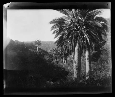 Primera imagen del registro Paisaje natural con palmas