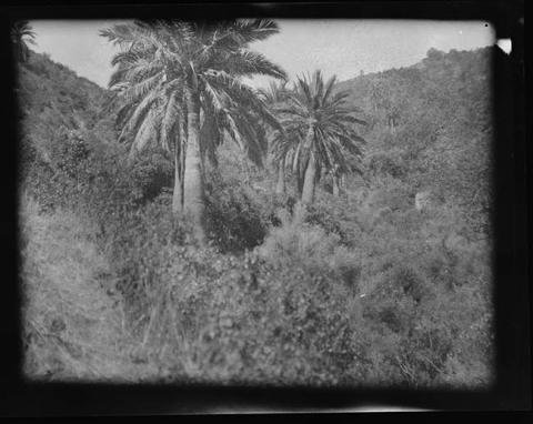 Primera imagen del registro Paisaje natural con palmas chilenas