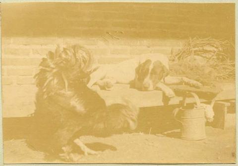 Primera imagen del registro Gallo y perro