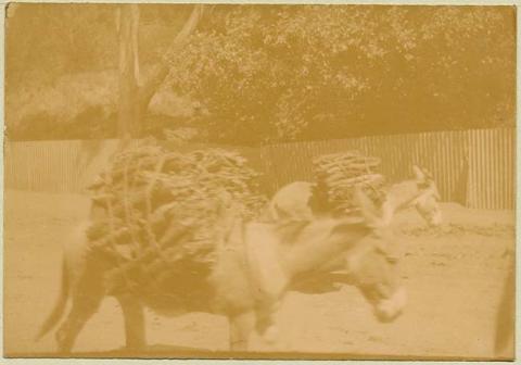 Primera imagen del registro Burros en camino de tierra