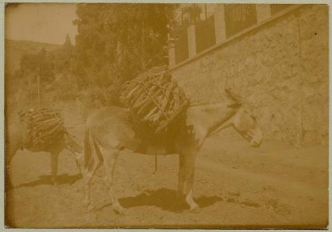 Primera imagen del registro Burros en camino de tierra
