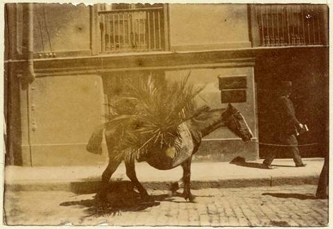 Primera imagen del registro Caballo de carga
