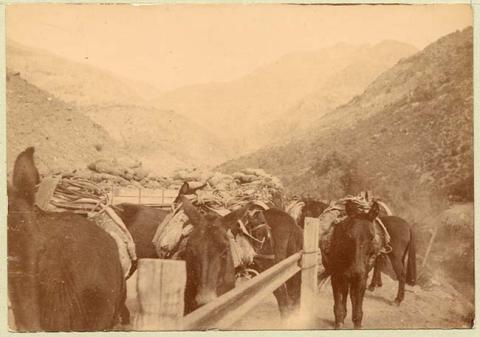 Primera imagen del registro Caballos en paisaje rural