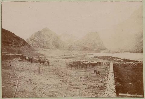 Primera imagen del registro Caballos en paisaje rural